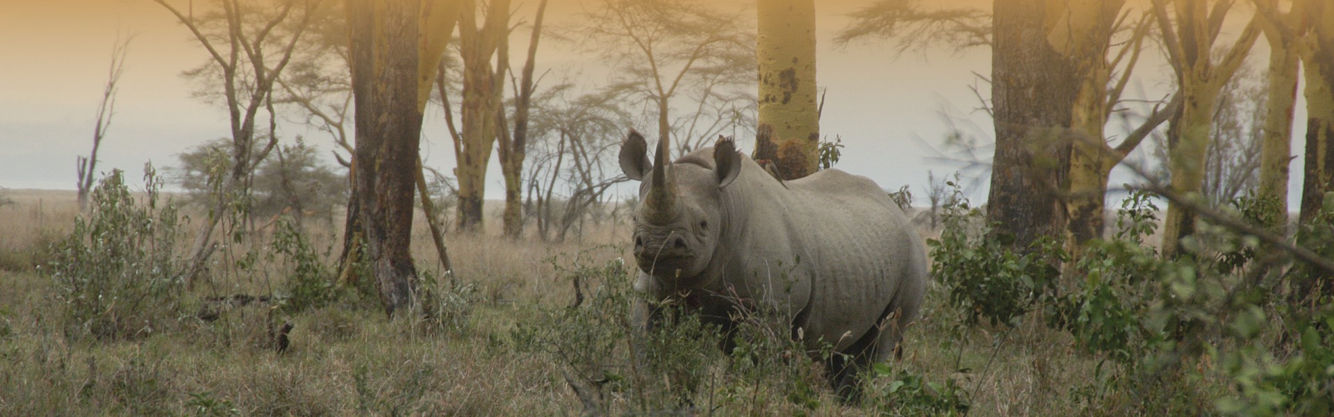 The Price of Poaching