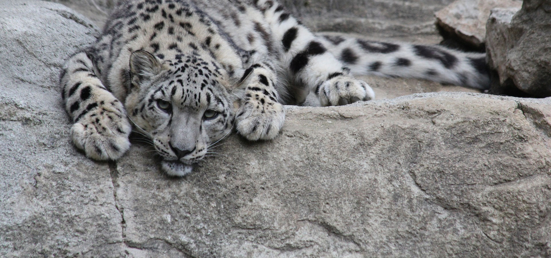 Progetto Leopardo delle Nevi 