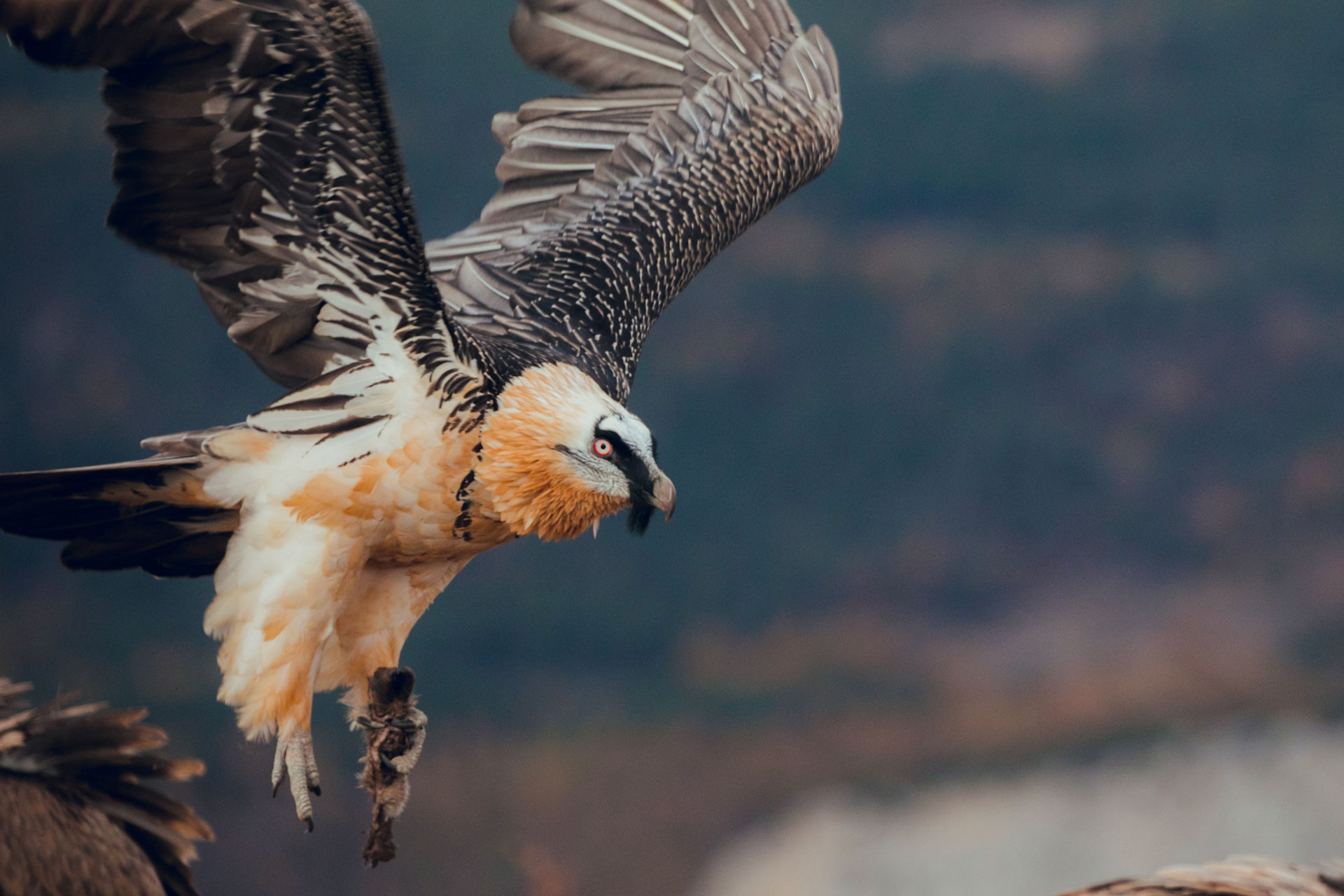Aiutaci a proteggere specie a rischio 