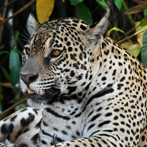 Traffic of Big Cats