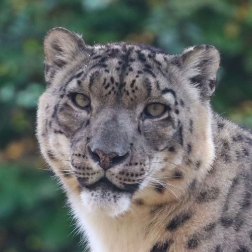 Progetto Leopardo delle Nevi 